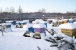 Як правильно організувати зимівлю бджіл