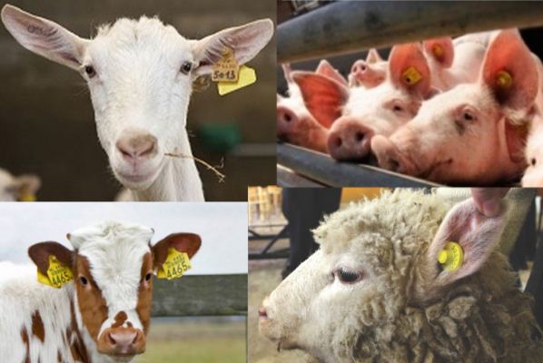 До уваги суб’єктів господарювання, які утримують та розводять велику рогату худобу, овець і кіз