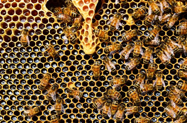 Харчування бджолиних сімей взимку