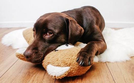 Хвороба Ауєски у собак