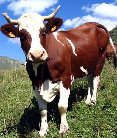 Ідентифікація тварин