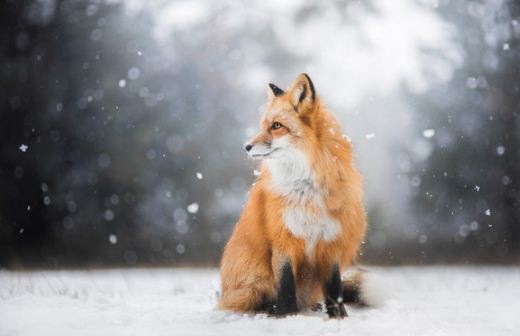 Контроль за ефективністю пероральної імунізації диких м’ясоїдних тварин у Каланчацькому районі