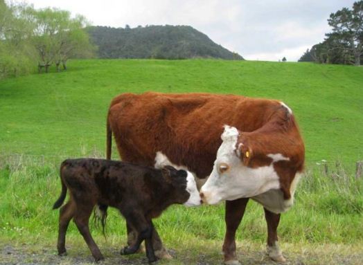 Запобігання і профілактика післяпологового парезу у корів