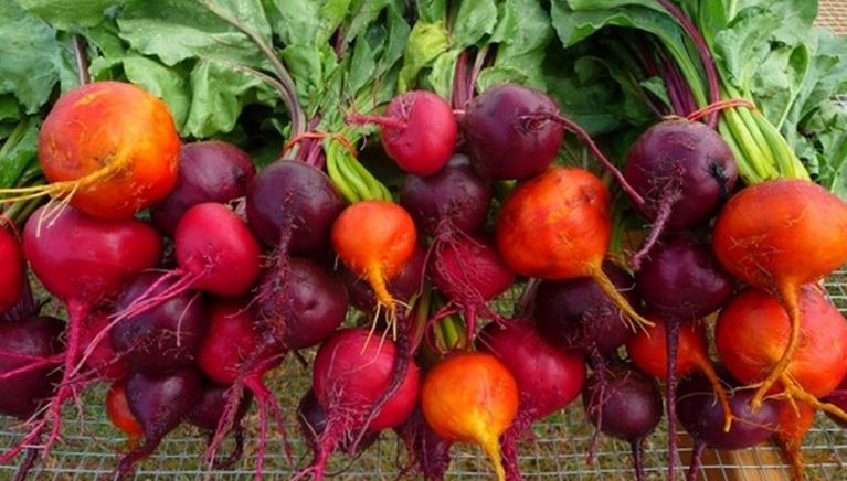 Отруєння столовим буряком