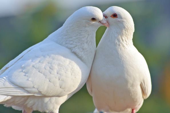 Голуби – втіха для душі