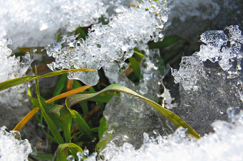 Льодяна кірка