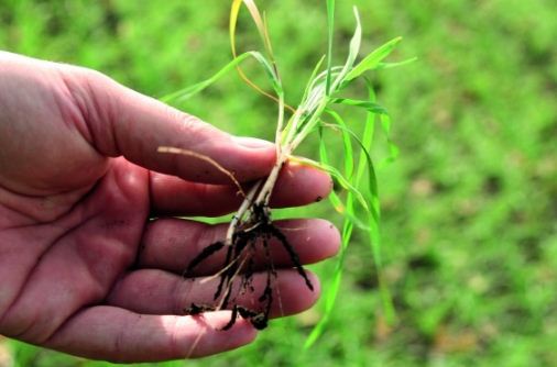 Хвороби озимих зернових культур