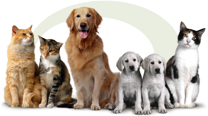 Інформація для власників дрібних домашніх тварин