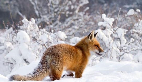 Засідання Державної надзвичайної протиепізоотичної комісії при Чаплинській районній державній адміністрації