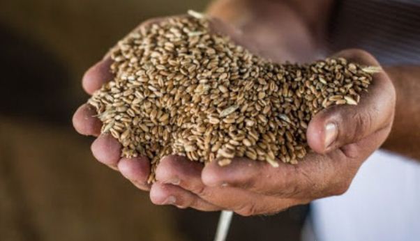 Затверджено оновлений порядок знищення насіння, яке не може бути використане на посів, продовольчі, кормові та інші цілі, та садивного матеріалу, який не може бути використаний для створення багаторічних насаджень або в інших цілях