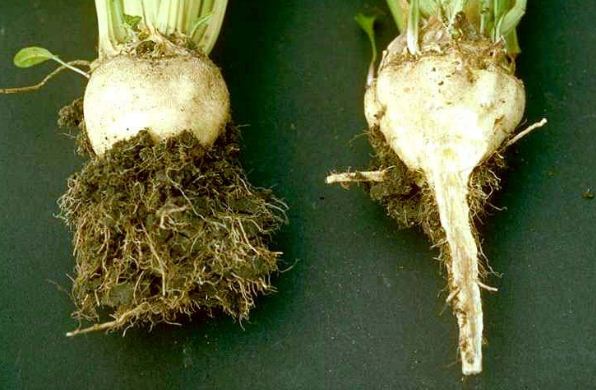 Ризоманія буряка