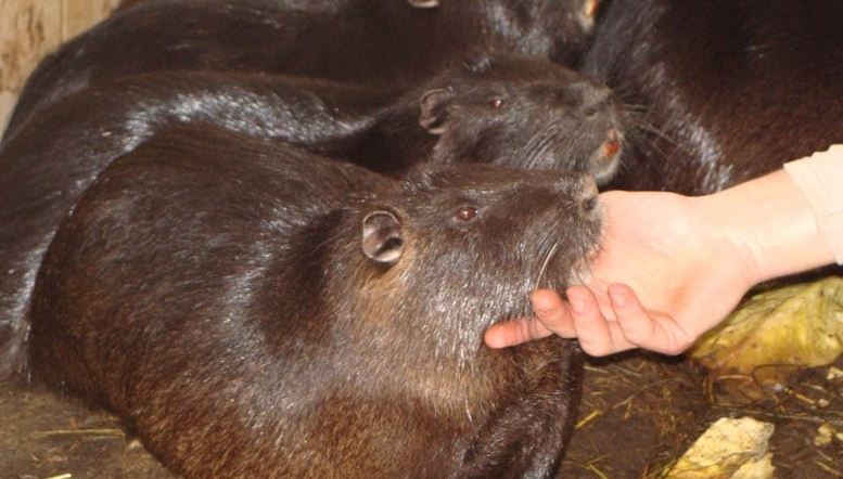 Нутріївництво – нерозвинена галузь сільського господарства