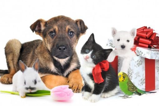 Догляд за домашніми улюбленцями – головні настанови