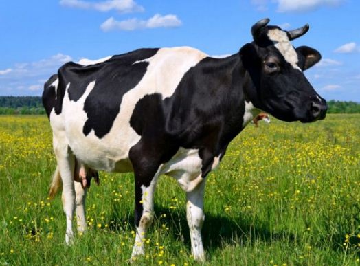 Щодо небезпечної польської яловичини, що потрапила на ринки держав-членів ЄС