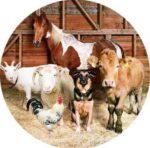 Епізоотична ситуація в Україні стабільна – Держпродспоживслужба