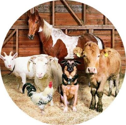 Епізоотична ситуація в Україні стабільна – Держпродспоживслужба