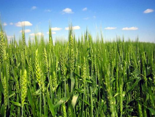 Шкідники та хвороби озимої пшениці