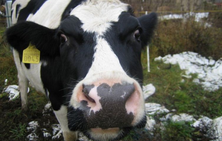 Мастит корів