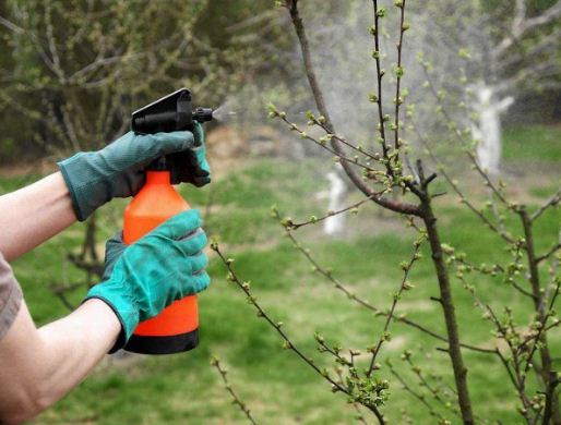 Догляд за деревами у весняний період