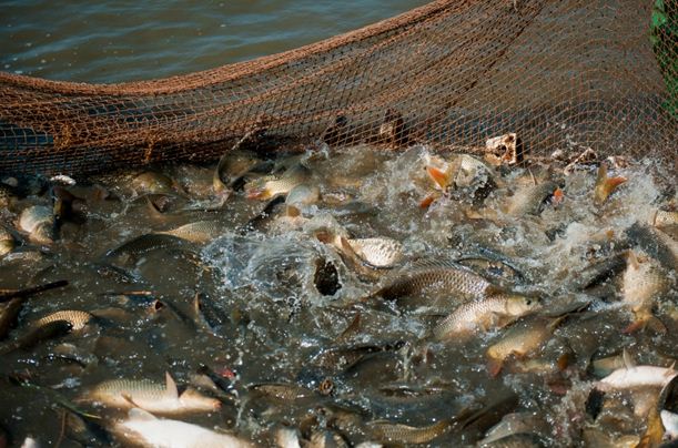 Зустріч з операторами рибопотужностей Білозерського району