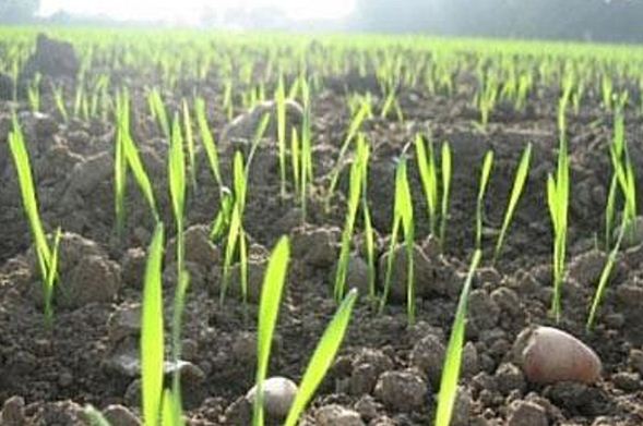 Сигналізаційне повідомлення щодо фітосанітарного стану посівів сільськогосподарських культур в сільгосппідприємствах Херсонської області на 14 березня 2019 року