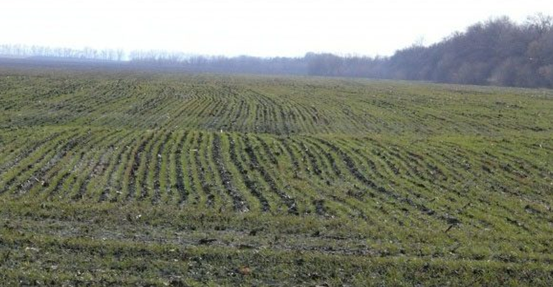 Фітосанітарний стан посівів сільськогосподарських культур на 28 лютого 2019 року