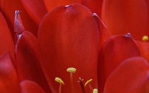 17 квітня – Всесвітній день боротьби з гемофілією