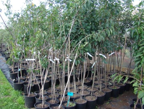 До уваги суб’єктів господарювання, які займаються вирощуванням садивного матеріалу плодових та ягідних культур