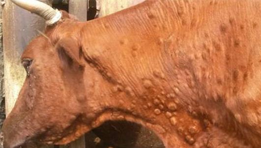 Заразний вузликовий дерматит великої рогатої худоби