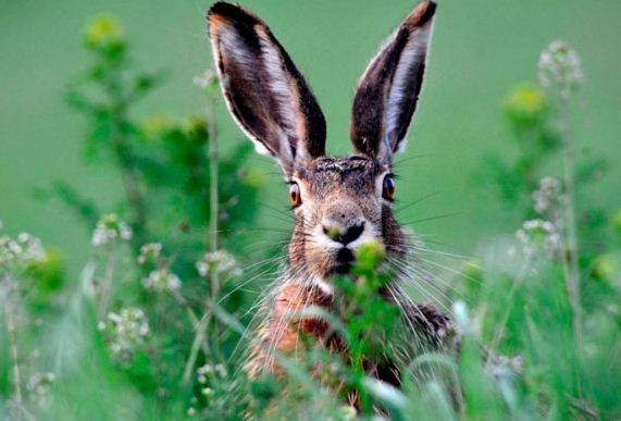 Випадок щодо загибелі зайців
