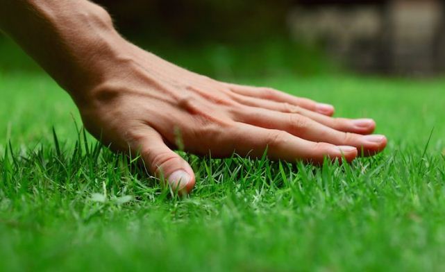 Яку газонну траву краще посадити на дачі