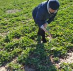 Стан посівів озимих культур Скадовського району