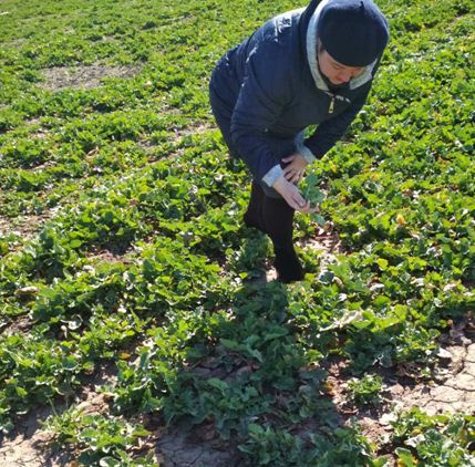 Стан посівів озимих культур Скадовського району