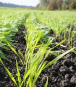 Бур’яни, шкідники, хвороби озимих зернових культур