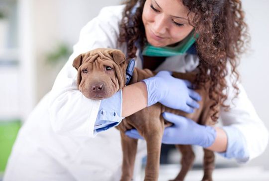 Весняна вакцинація