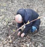 Фітосанітарний нагляд за просівами сільськогосподарських культур у Скадовському районі