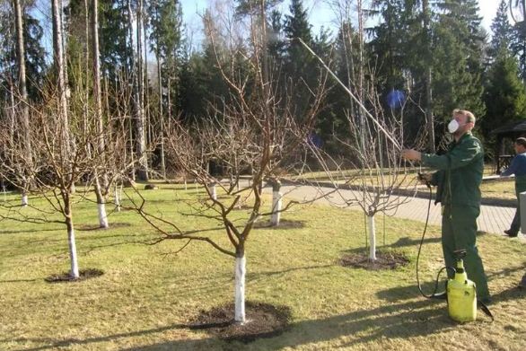 Прогноз появи шкідників та хвороб у плодових насадженнях до фази цвітіння