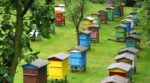 Реєстрація пасік – перший крок до отримання якісної та безпечної продукції бджільництва