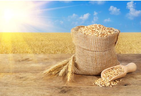 Бути чи не бути заможним – особисте рішення кожного покупця насіння