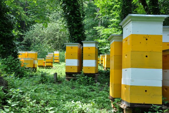 Реєстрація пасіки громадянами не веде за собою втрату субсидії чи накладання податків