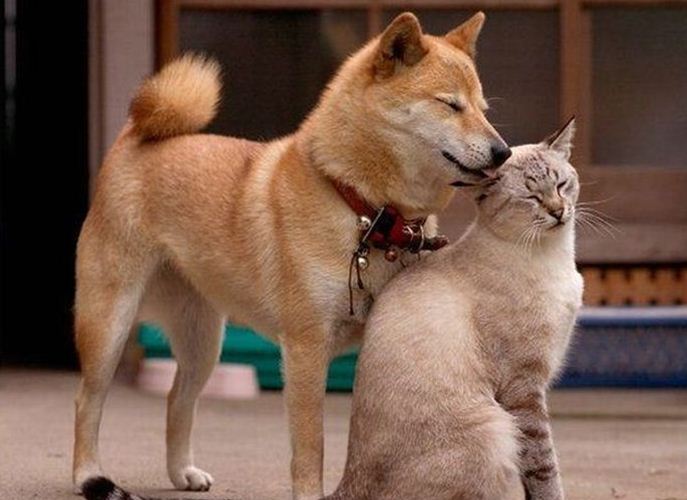 Профілактика сказу