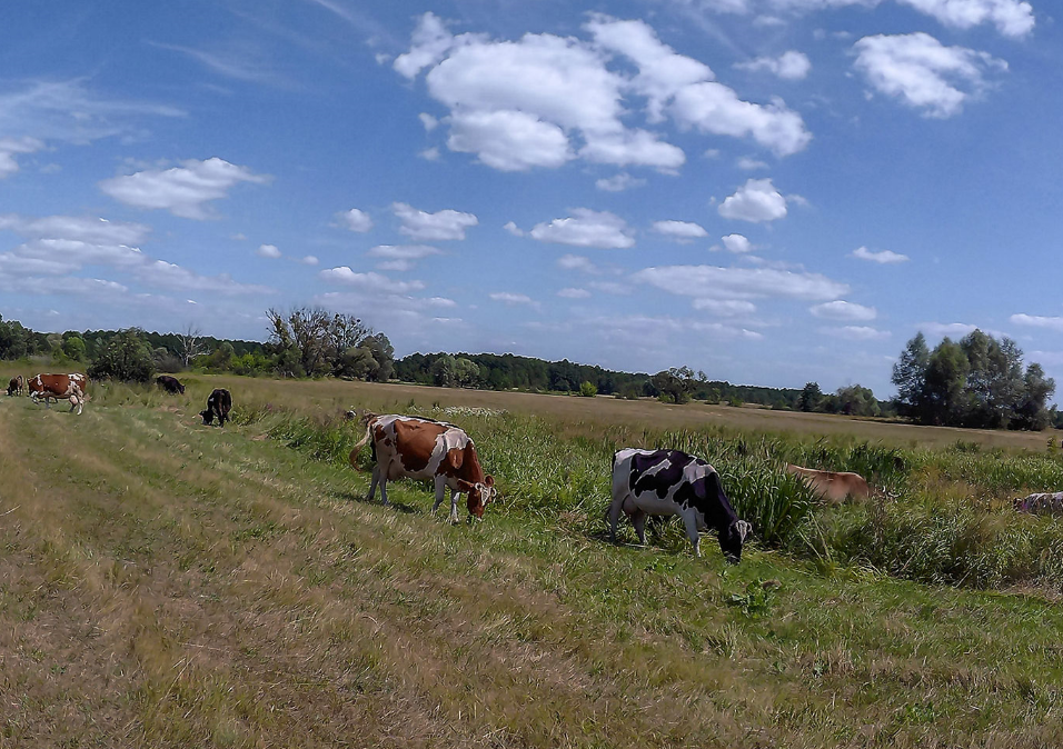 Прохолодна весна підвищує ризик виникнення маститів