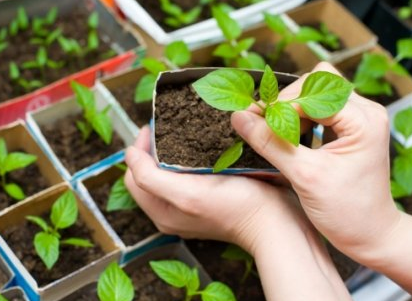 Уряд затвердив Порядок проведення перевірки сертифікатів та підтверджень у разі ввезення або вивезення насіння і садивного матеріалу