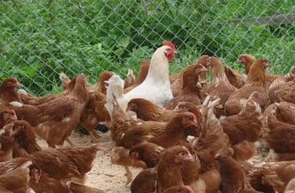 Інфекційна бурсальна хвороба