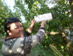 Триває моніторинг фітосанітарного стану посівів у Скадовському районі