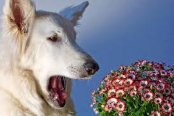 Весняні алергії у домашніх тварин