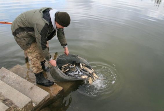 Зариблення водойм навесні