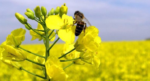 Методичні рекомендації щодо попередження отруєння бджіл: покрокові дії пасічника