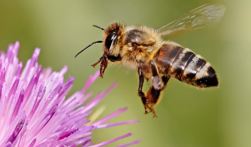 Збережемо не лише врожай, а й бджіл!