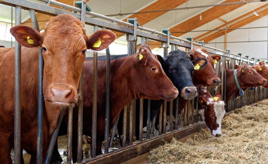 Внесені зміни до порядку ідентифікації та реєстрації ВРХ та порядку оформлення і видачі паспорта ВРХ